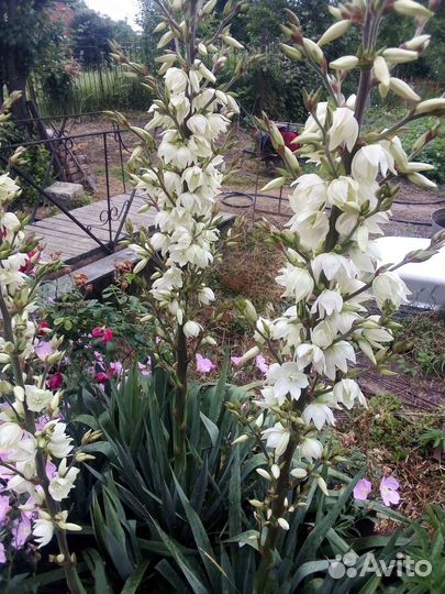 Юкка садовая