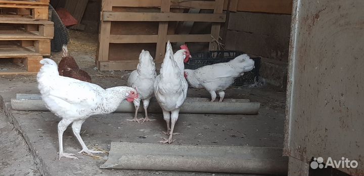 Молодые петушки