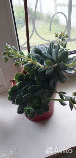 Кактусы и суккуленты