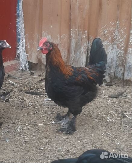 Молодые петухи