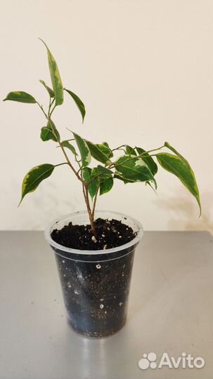 Спатифиллум, хлорофитум, фикус Бенджамина