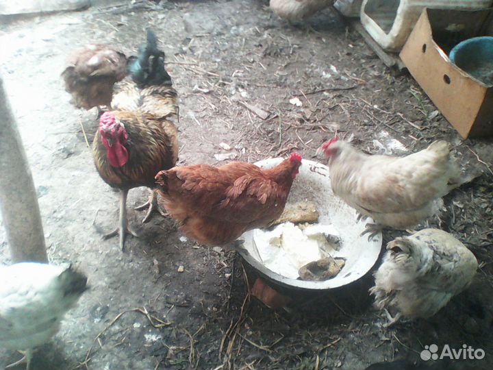 Мясо деревенских кур