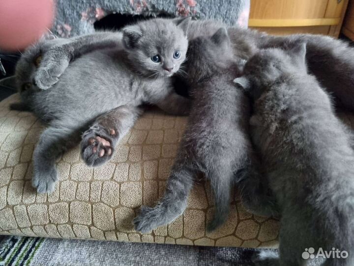 Британский котенок