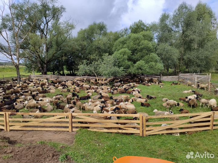 Баранчики на племя