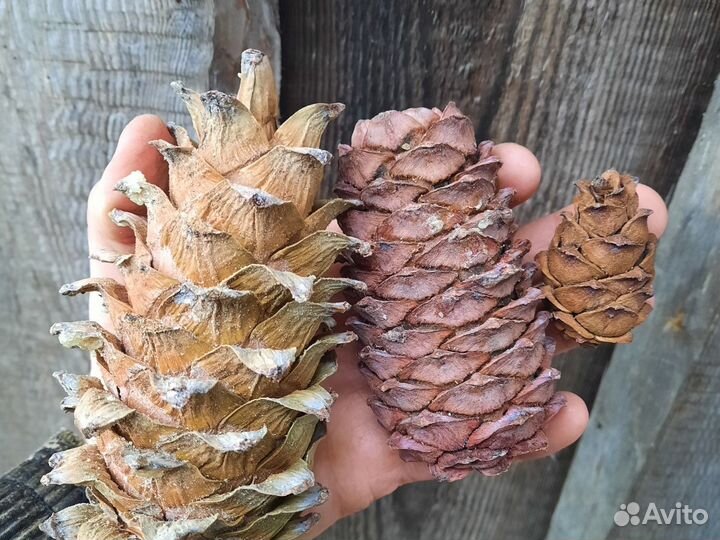 Шишки 3 видов кедровых сосен (кедра)