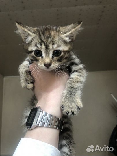 Котята
