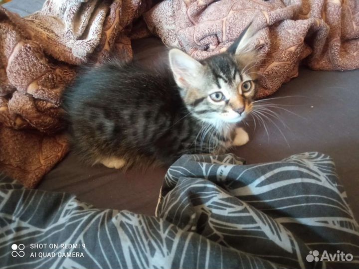 Котята в добрые руки бесплатно