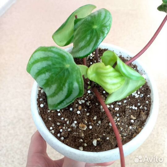 Пеперомия арбузная