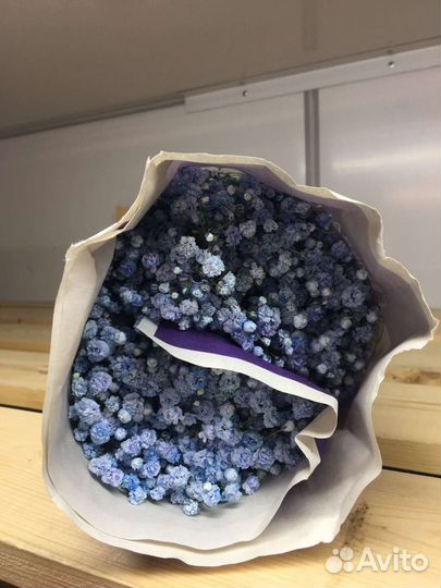 Гипсофила в ассортименте