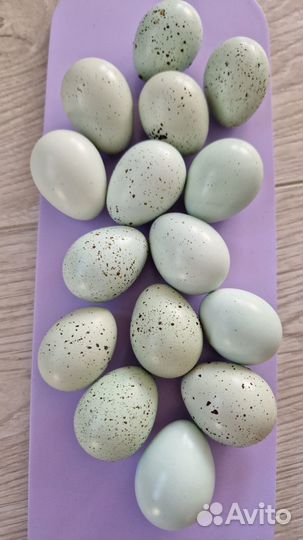 Инкубационное яйцо перепелов породы селадон