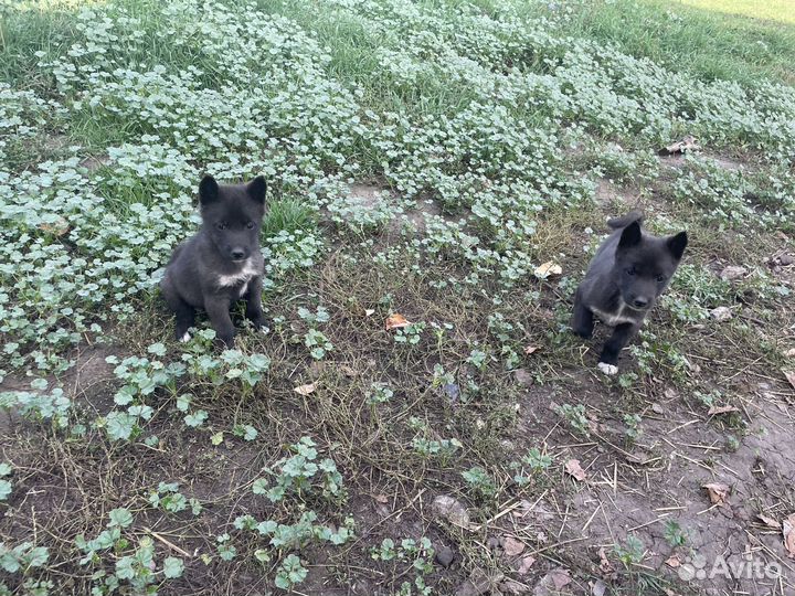 Щенки Лайки