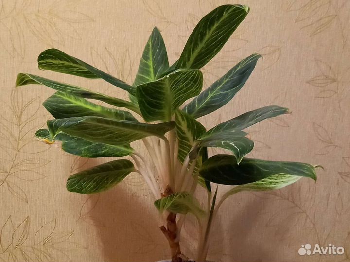 Аглаонема Key Lime