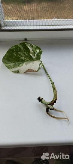 Монстера вариегатная Альба