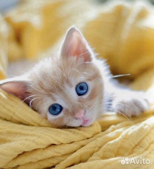 Отдам котят в добрые руки