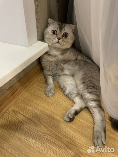 Шотландский кот вязка