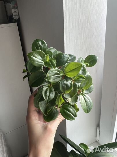 Пеперомия, церопегия вуда, агава