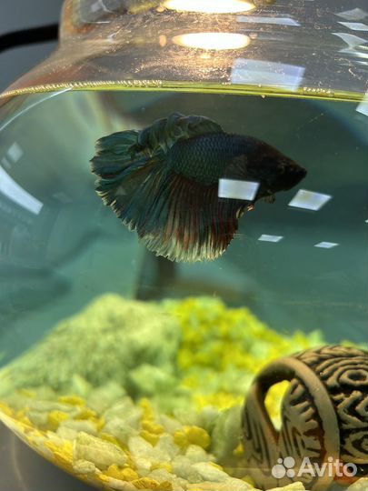 Рыбка петушок