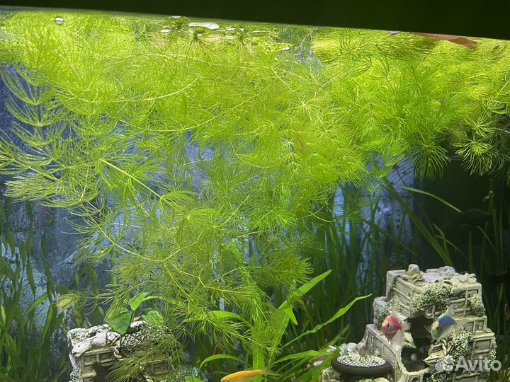 Аквариумные креветки и растения