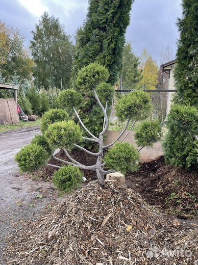 Бонсай ниваки