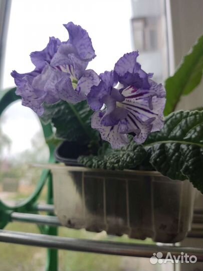 Глоксинии,стрептокарпусы