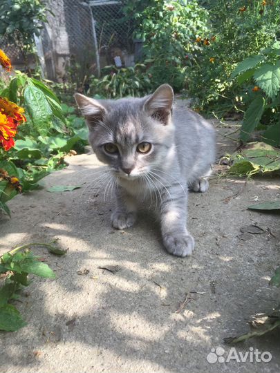 Котёнок мальчик