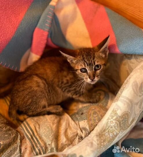 Тигровая малышка Котёнок Девочка 2,5мес