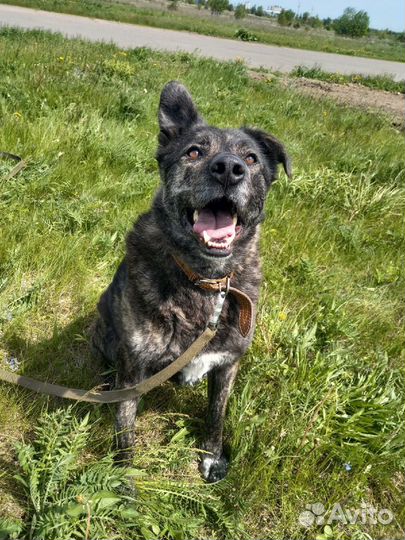 Собака бесплатно