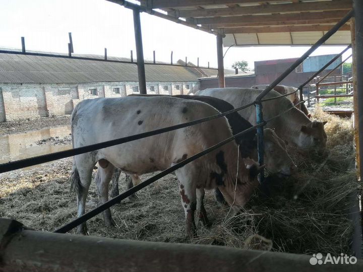 Продаю бычков сементалы.75 за одного в круг