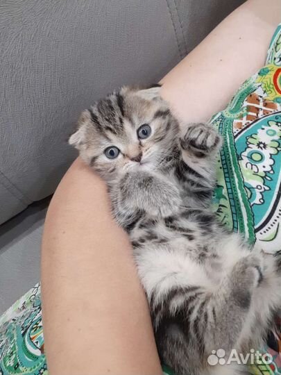 Шотландский котенок (девочка)