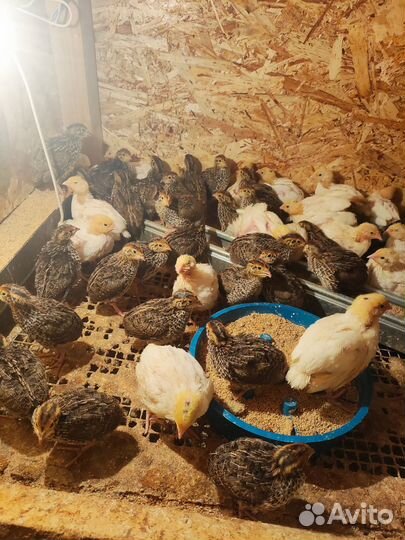 Перепела Эстонские петушки