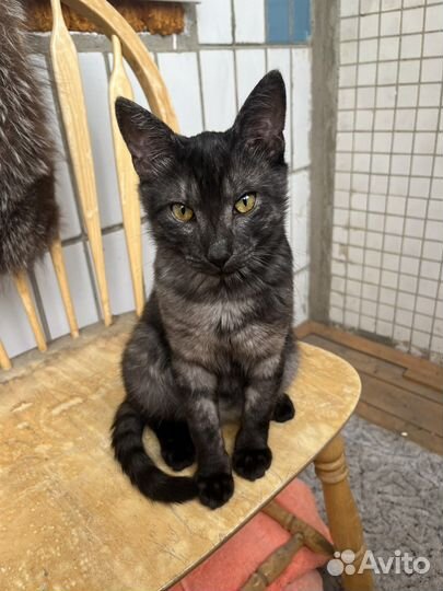 Котенок бархатный