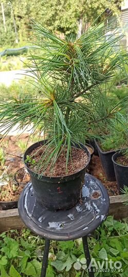 Кедр корейский саженцы, Pnus koraiénsis