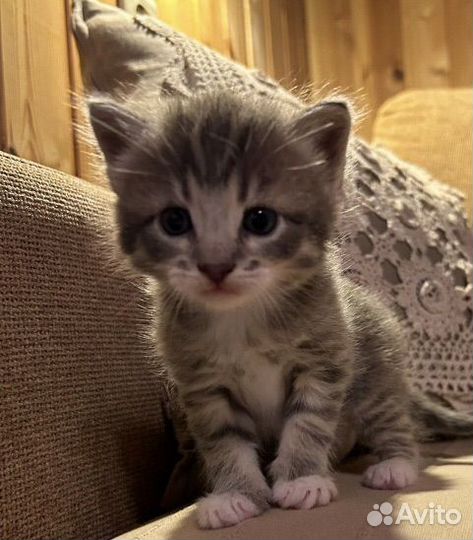 Британские котята в дар