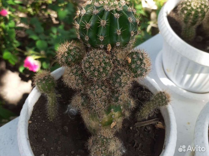 Кактус