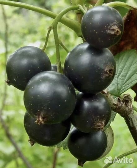 Черная смородина