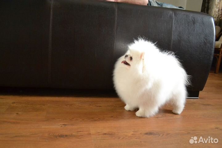 Щенки померанского шпица медвежьего типа