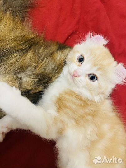 Котята кинкалоу