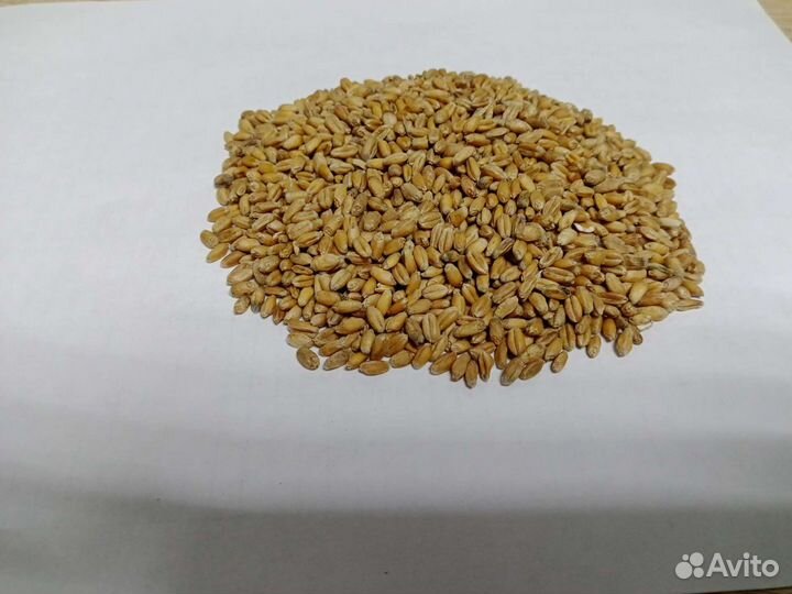 Продажа гороха,пшеницы,ячмень,овес,отруби,пшено