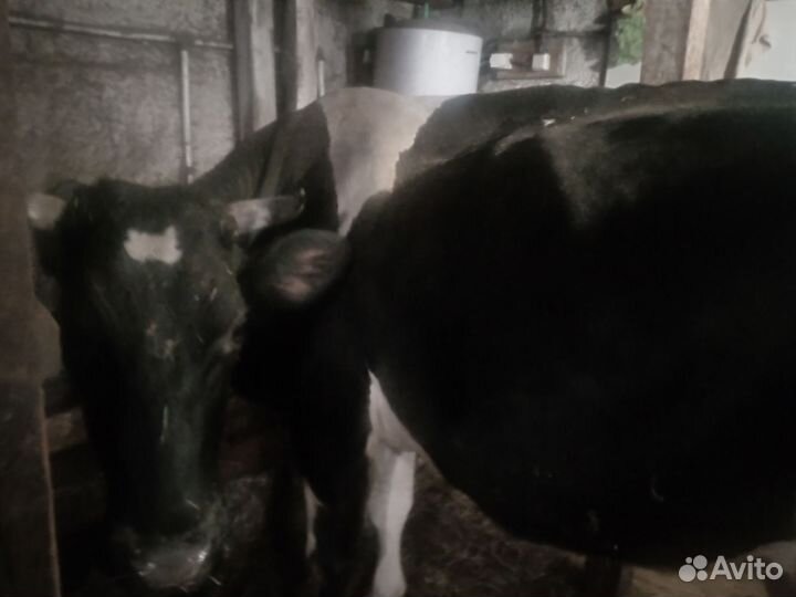 Коровы дойные молочные