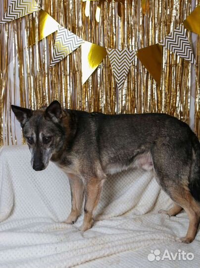 Собака пёс из приюта