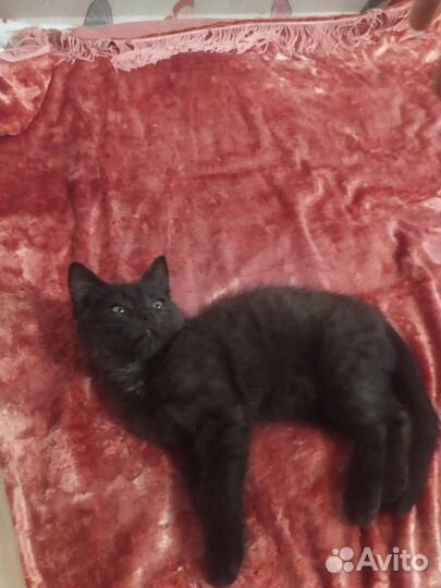 Котёночек в добрые руки