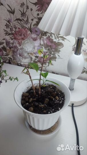 Фикус бенджамина