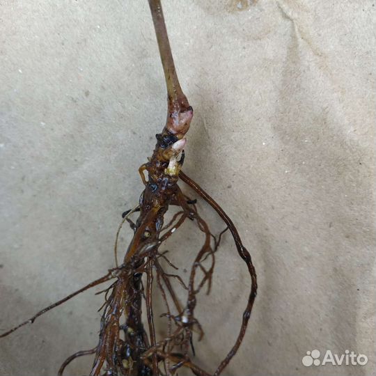 Цимицифуга (клопогон)