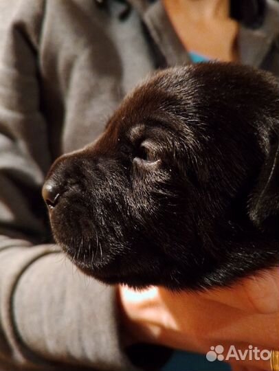 Щенки лабрадора черные