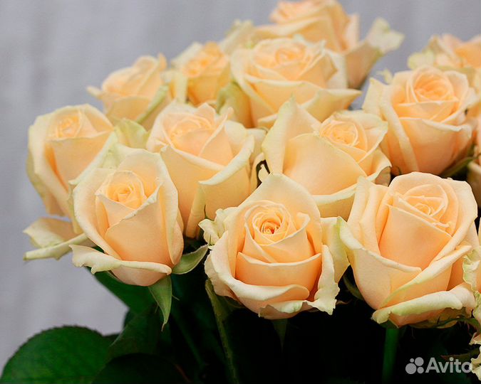 Букет из 15 кремовых роз 50-60 см (Россия)