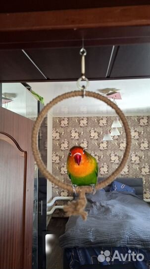 Кольцо для попугая