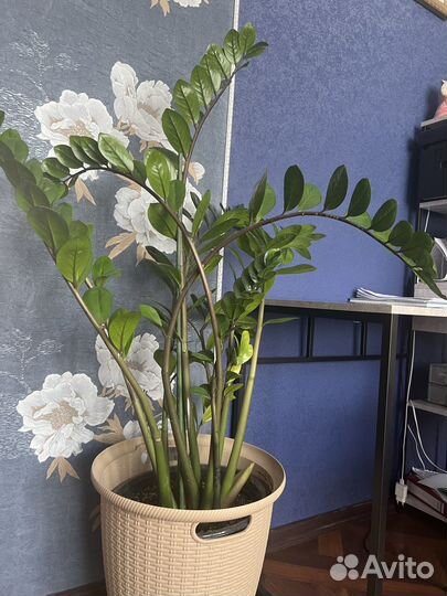 Замиокулькас