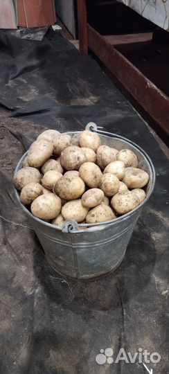 Семенной картофель
