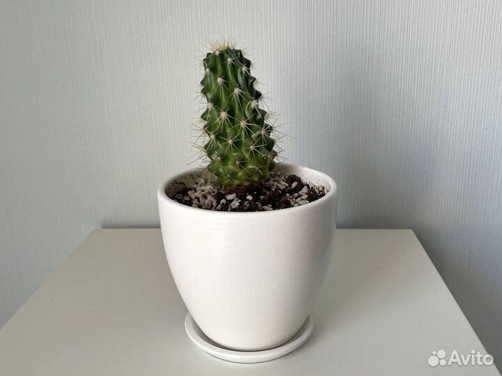 Кактус в горшке