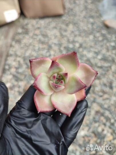 Суккуленты ч. 4